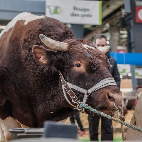 Salon International de l’Agriculture