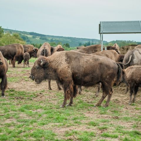 De Ferme En Ferme : INAUGURATION