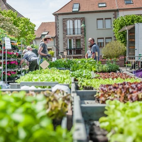 Marché Hebdo à Volmunster