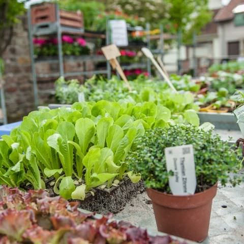 Marché Hebdo à Volmunster