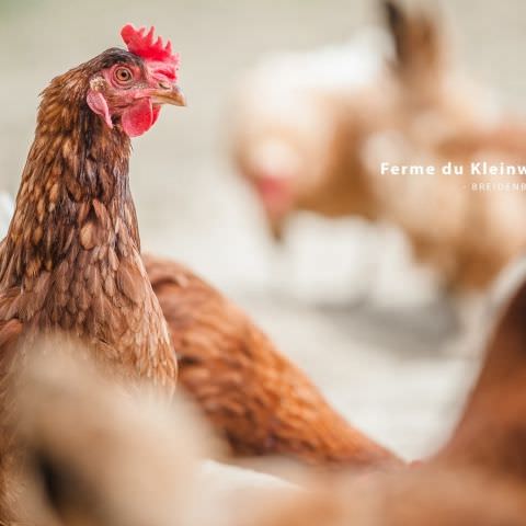 De Ferme En Ferme - 27 septembre