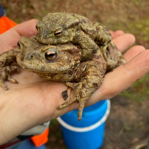 PROTEGEONS NOS GRENOUILLES PROTEGEONS NOS GRENOUILLES