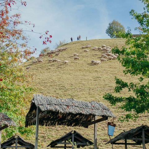 Marché Paysan - BITCHE - 01 octobre 2017