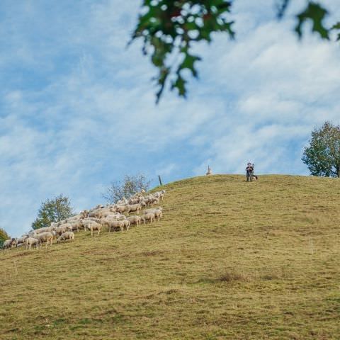 Marché Paysan - BITCHE - 01 octobre 2017