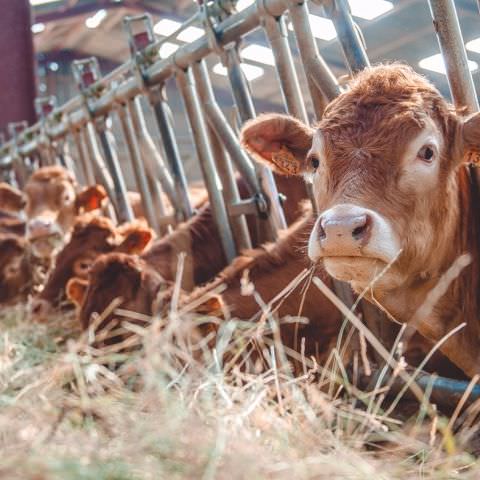 De Ferme En Ferme - 24 septembre 2017