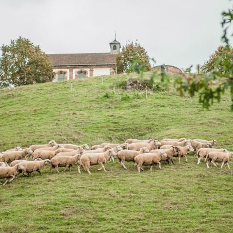 Marché Paysan - BITCHE - 07 octobre 2018