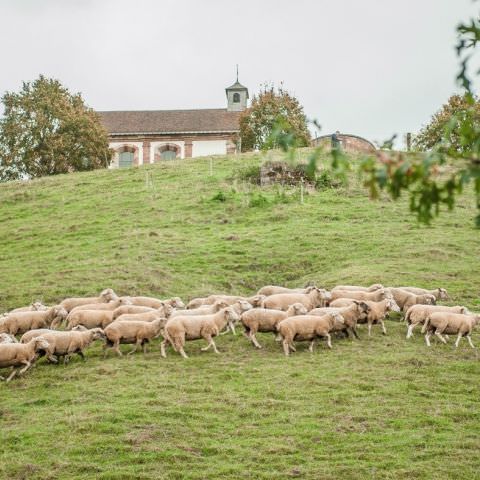 Marché Paysan - BITCHE - 07 octobre 2018