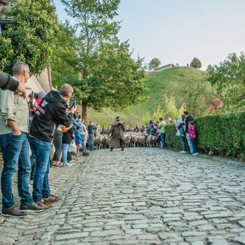 Marché Paysan - BITCHE - 07 octobre 2018