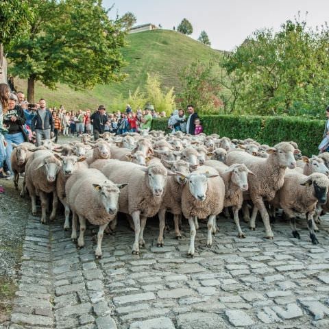 Marché Paysan - BITCHE - 07 octobre 2018