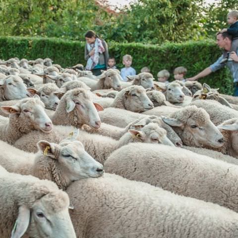 Marché Paysan - BITCHE - 07 octobre 2018