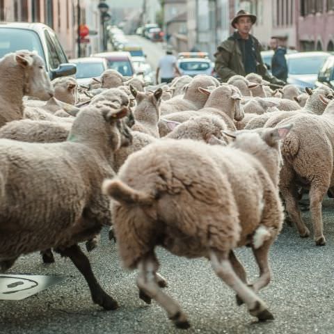 Marché Paysan - BITCHE - 07 octobre 2018