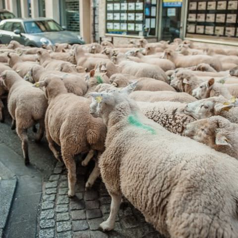 Marché Paysan - BITCHE - 07 octobre 2018