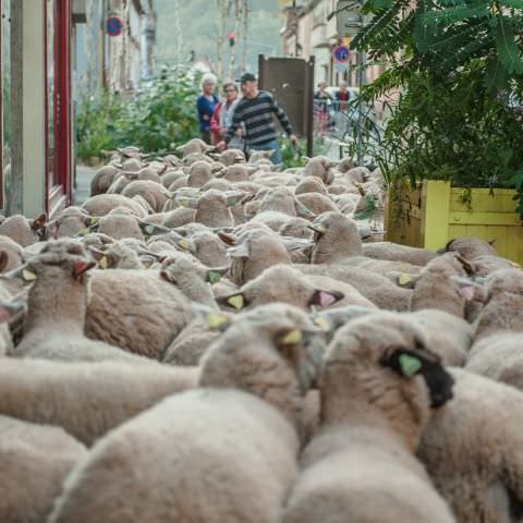 Marché Paysan - BITCHE - 07 octobre 2018