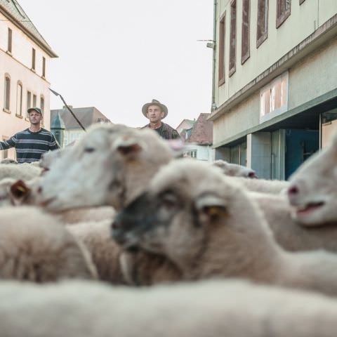 Marché Paysan - BITCHE - 07 octobre 2018