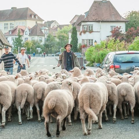 Marché Paysan - BITCHE - 07 octobre 2018