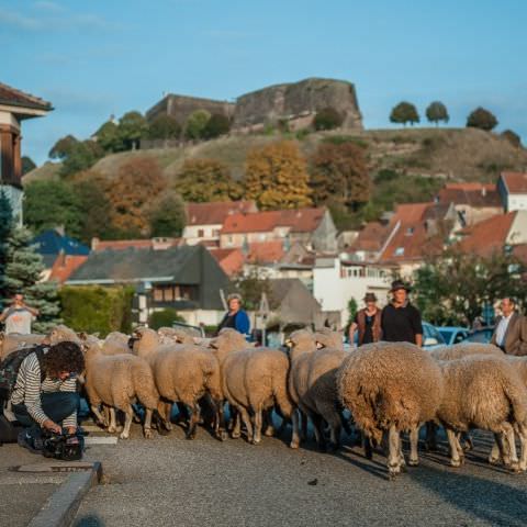 Marché Paysan - BITCHE - 07 octobre 2018