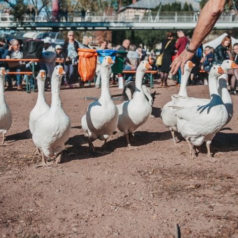 Marché Paysan - SARREGUEMINES - 21 octobre 2018