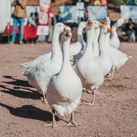 Marché Paysan - SARREGUEMINES - 21 octobre 2018