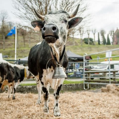 Marché Paysan - ST LOUIS-LES-BITCHE - 07 avril 2019