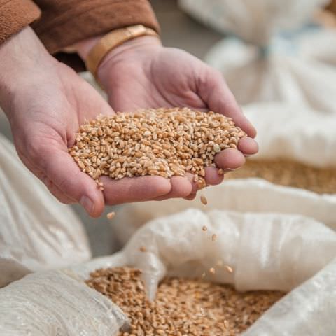 Marché Paysan - ST LOUIS-LES-BITCHE - 07 avril 2019