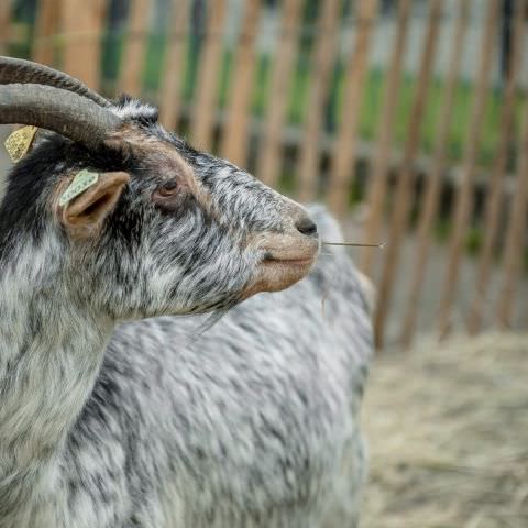 Marché Paysan - ST LOUIS-LES-BITCHE - 07 avril 2019