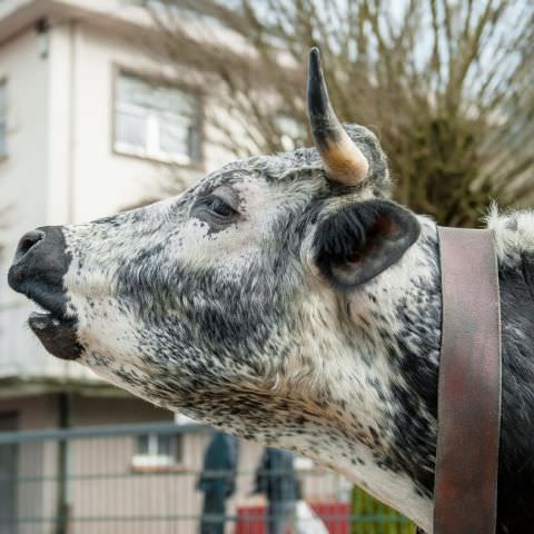 Marché Paysan - ST LOUIS-LES-BITCHE - 07 avril 2019