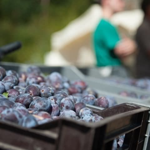 Marché Paysan - STURZELBRONN - 15 septembre 2019