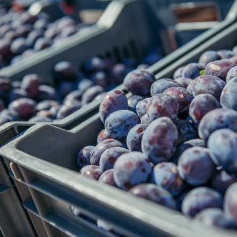 Marché Paysan - STURZELBRONN - 15 septembre 2019