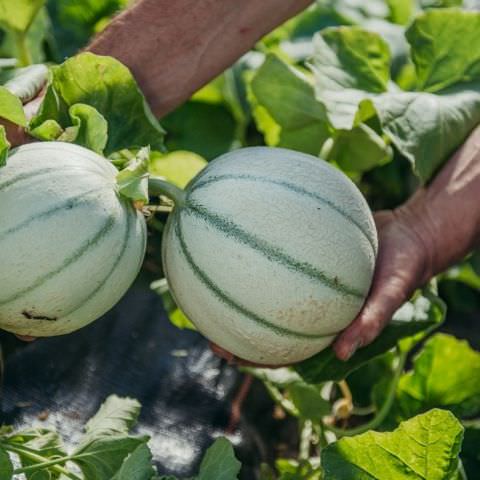 Marché Paysan - STURZELBRONN - 15 septembre 2019