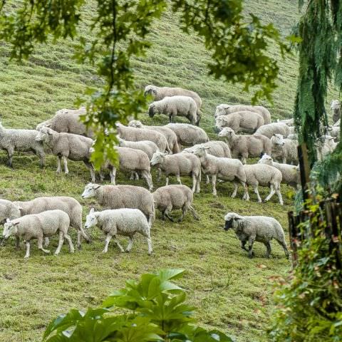 Marché Paysan - BITCHE - 06 octobre 2019