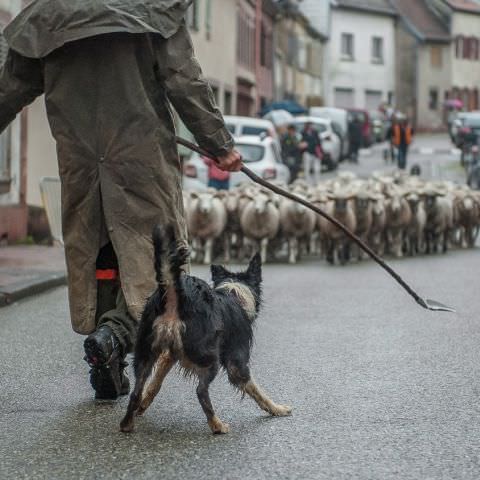 Marché Paysan - BITCHE - 06 octobre 2019