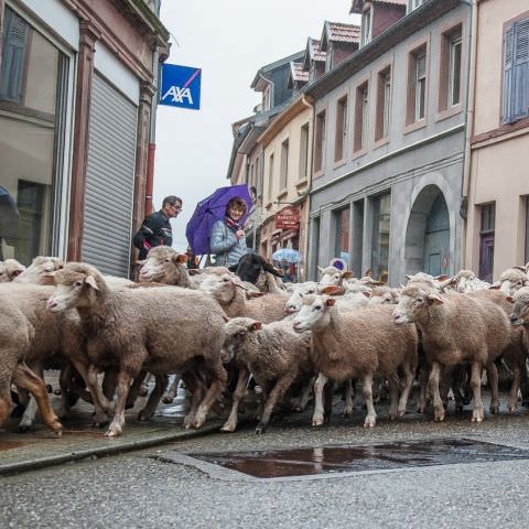 Marché Paysan - BITCHE - 06 octobre 2019