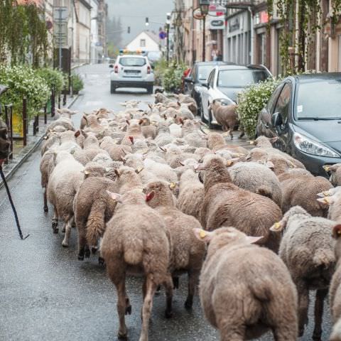 Marché Paysan - BITCHE - 06 octobre 2019