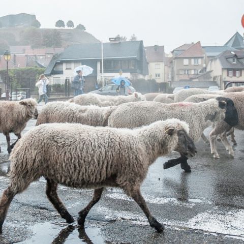 Marché Paysan - BITCHE - 06 octobre 2019