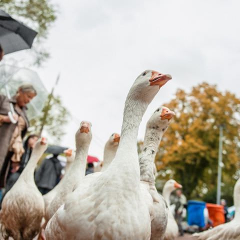 Marché Paysan - SARREGUEMINES - 20 octobre 2019