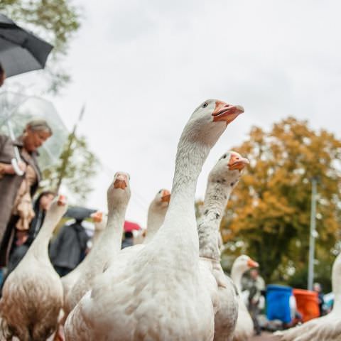 Marché Paysan - SARREGUEMINES - 20 octobre 2019