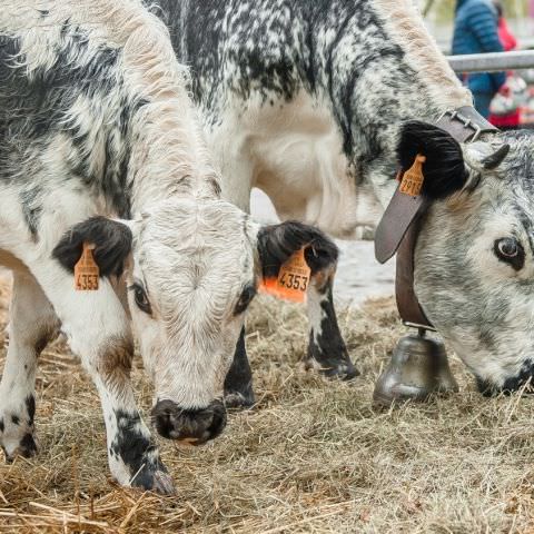 Marché Paysan - SARREGUEMINES - 20 octobre 2019