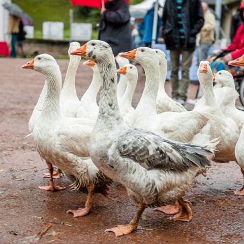 Marché Paysan - SARREGUEMINES - 20 octobre 2019