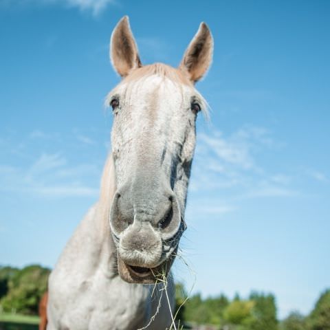 De Ferme En Ferme - 29 septembre 2019