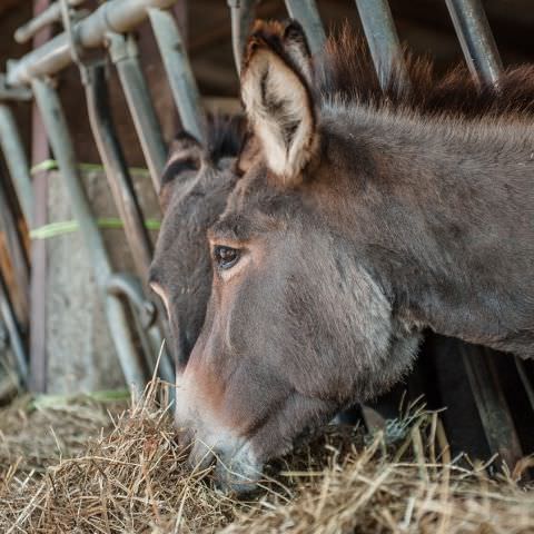 De Ferme En Ferme - 29 septembre 2019