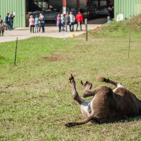 De Ferme En Ferme - 29 septembre 2019