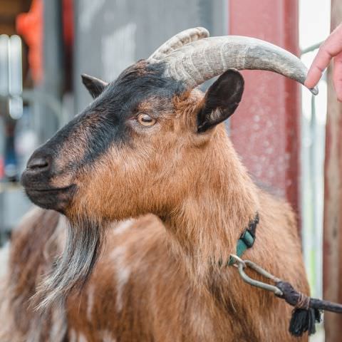 De Ferme En Ferme - 29 septembre 2019