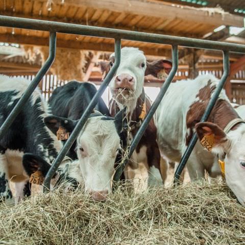 De Ferme En Ferme - 29 septembre 2019