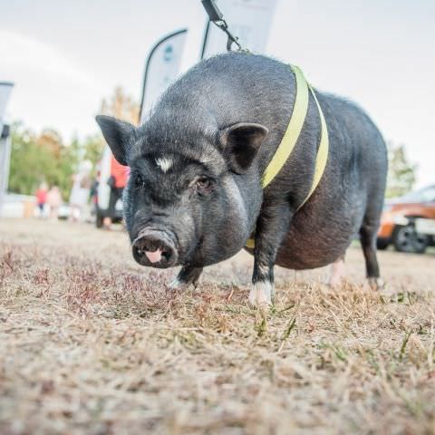 Marché Nocturne - BAERENTHAL - 13 juillet 2020