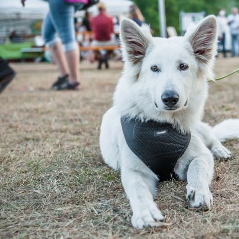 Marché Nocturne - BAERENTHAL - 13 juillet 2020