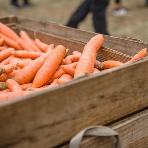 Marché Paysan - STURZELBRONN - 29 août 2020