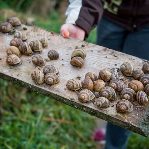 De Ferme En Ferme - 27 septembre 2020