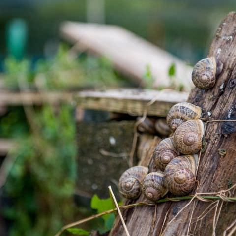 De Ferme En Ferme - 27 septembre 2020