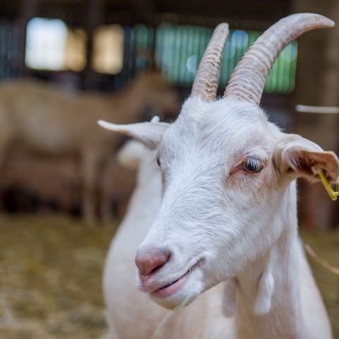 De Ferme En Ferme - 27 septembre 2020