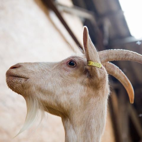 De Ferme En Ferme - 27 septembre 2020